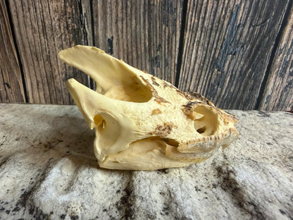 Snapping Turtle Skull (#2)