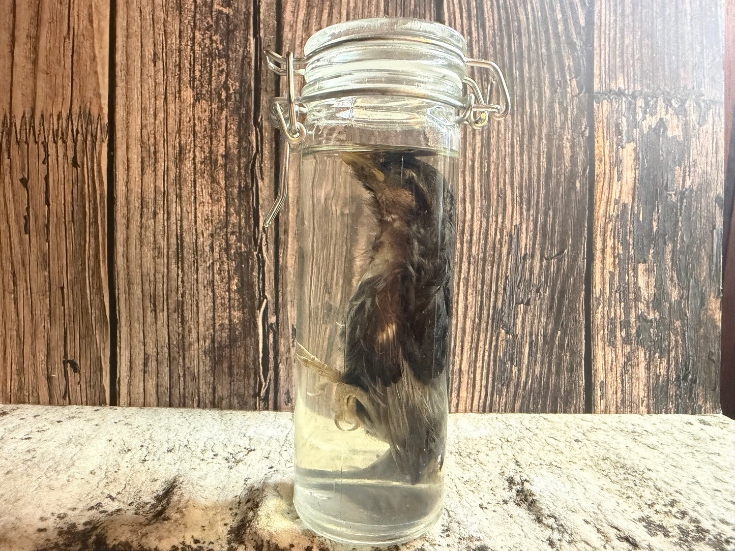 Fledgling House Sparrow Wet Specimen (#3)