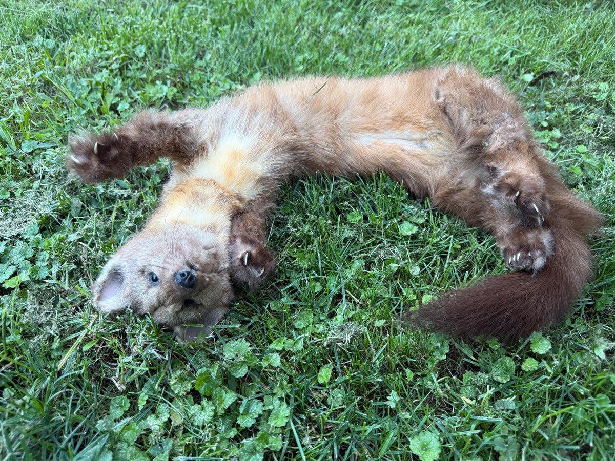 Pine Marten Soft Mount