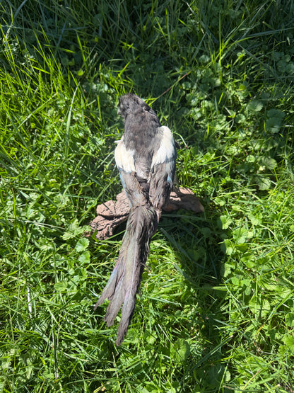 Eurasian Magpie Taxidermy