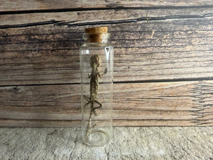 Dry Preserved Bearded Dragon