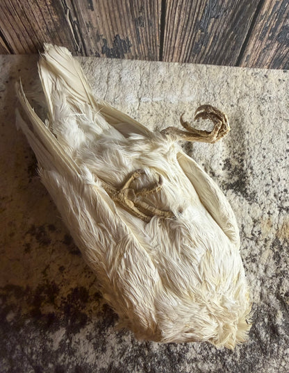 Dry Preserved White Pigeon