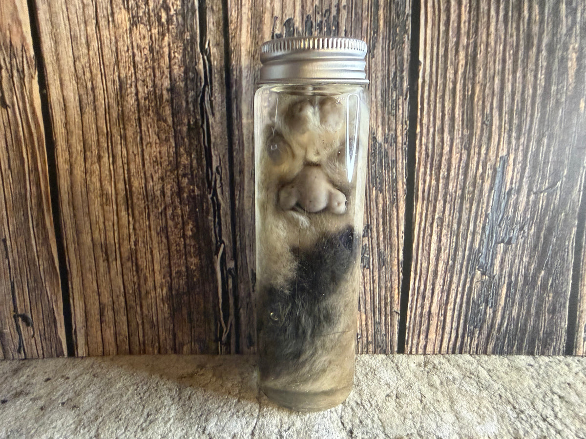 Tom Cat Paw Wet Specimen