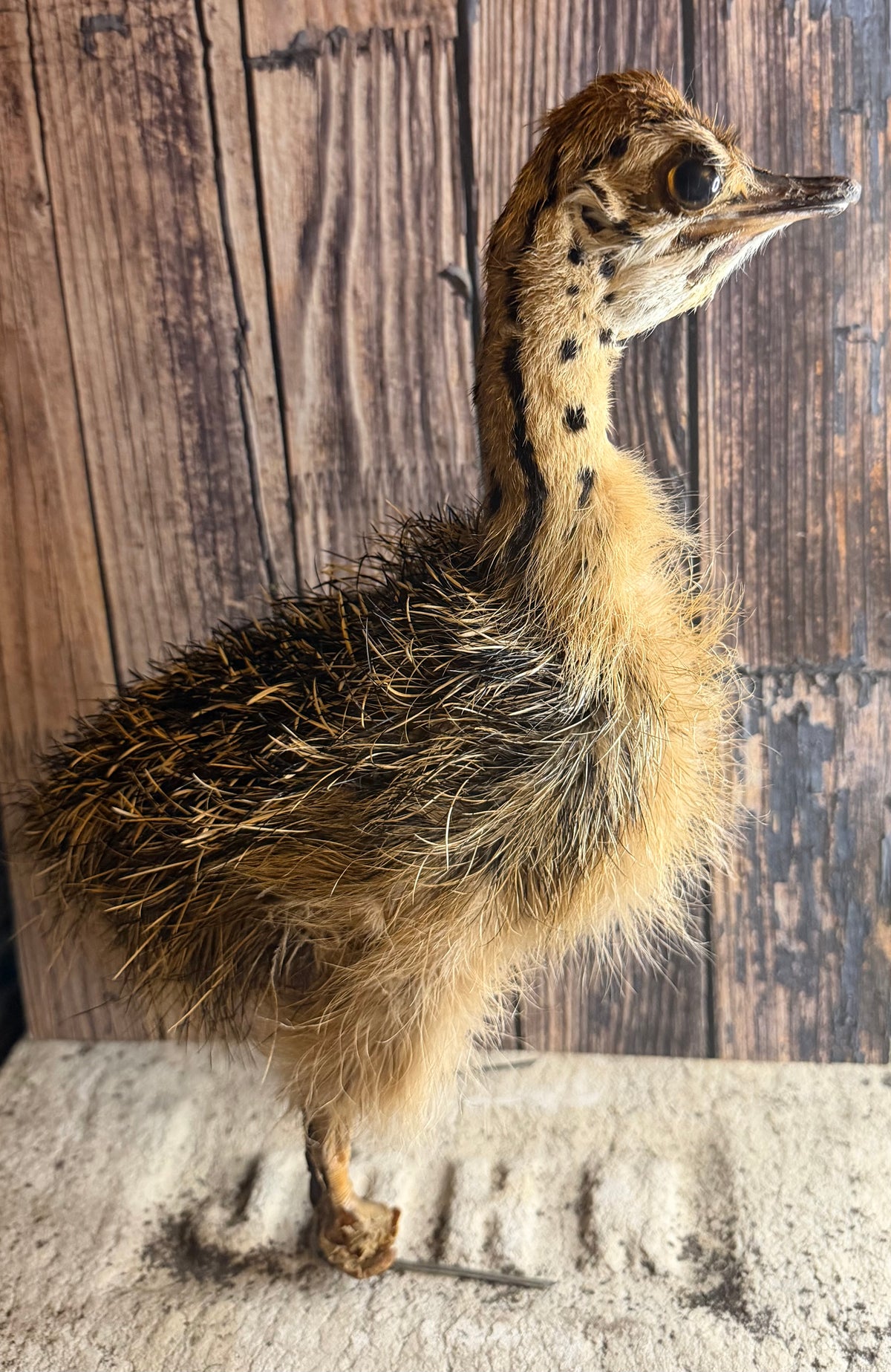 Taxidermy Ostrich Chick