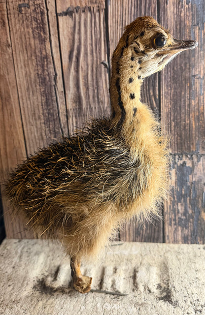 Taxidermy Ostrich Chick