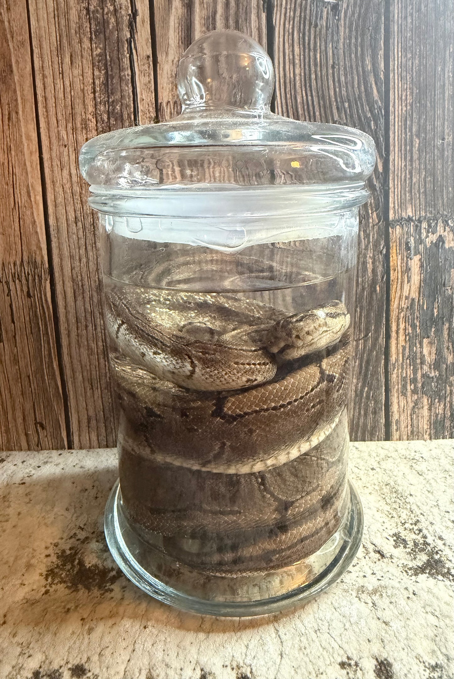 Pinstripe Adult Ball Python Wet Specimen