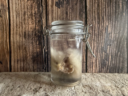 Domestic Cat 'Family Jewels' Penis & Testicles Wet Specimen