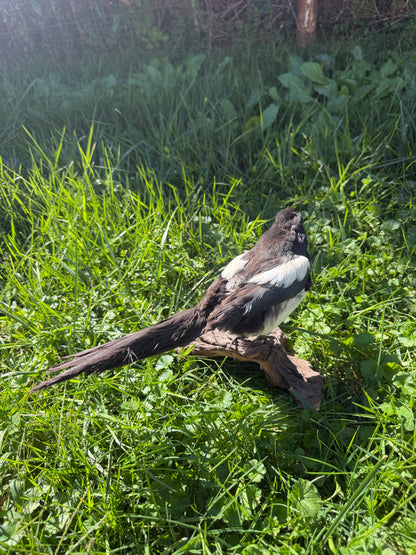 Eurasian Magpie Taxidermy