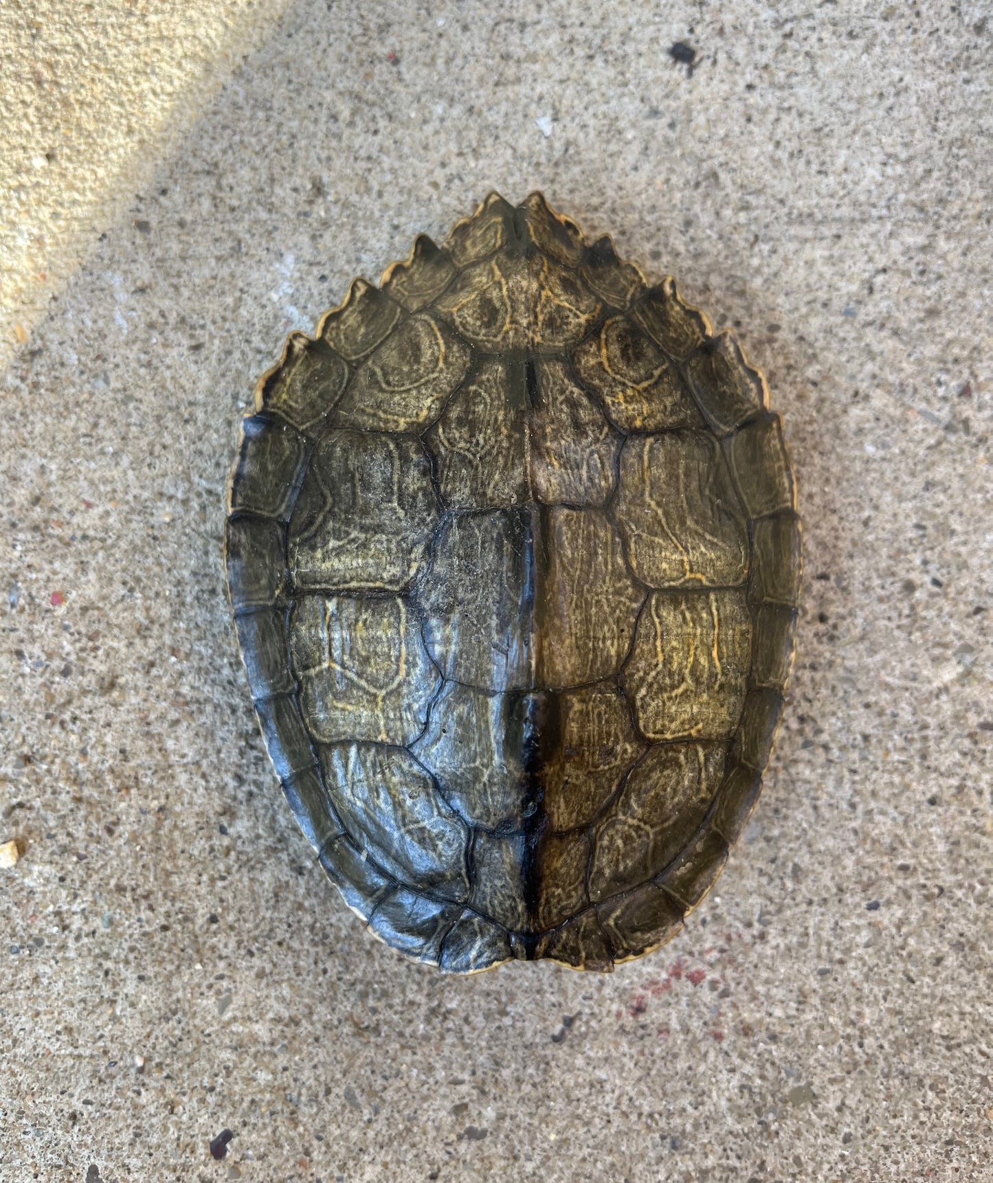 Map Turtle Shell