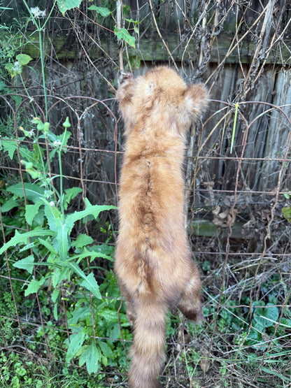 Pine Marten Soft Mount
