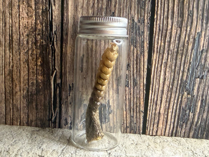 Dry Preserved Rattlesnake Tail Curio Vial