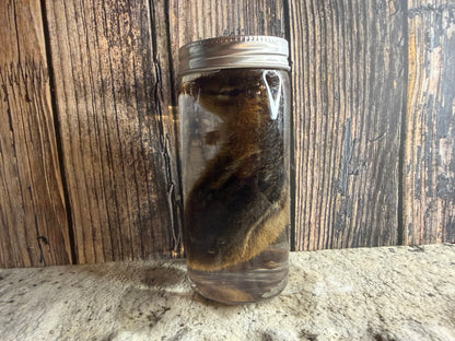 Chipmunk Wet Specimen