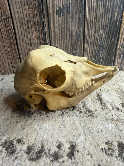 Juvenile Goat Skull (Complete)