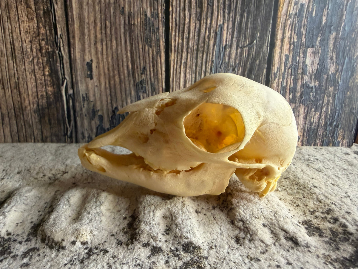 Juvenile Goat Skull