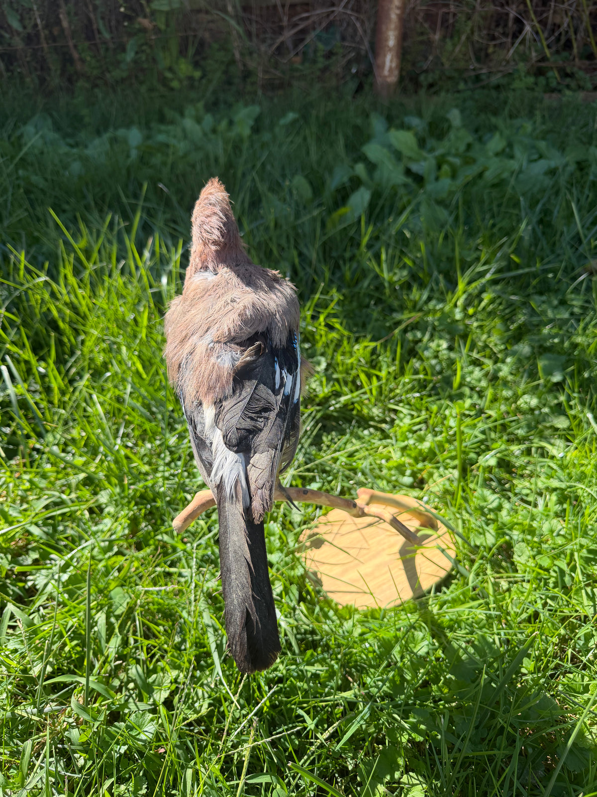 Vintage Eurasian Jay Taxidermy