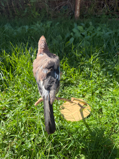 Vintage Eurasian Jay Taxidermy