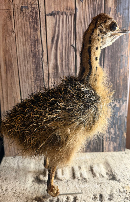 Taxidermy Ostrich Chick