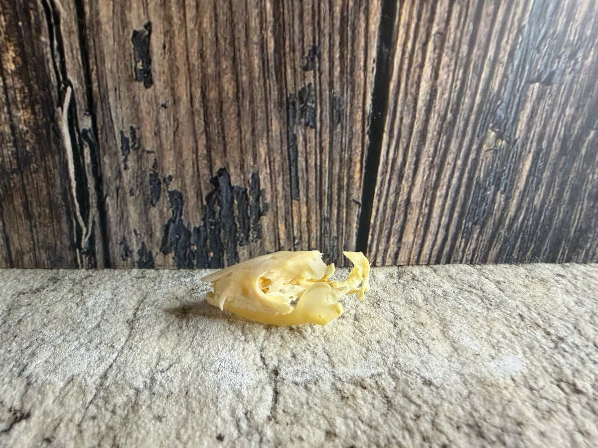 Partial Hedgehog Skull