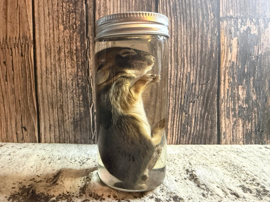 Baby Wild Rabbit Wet Specimen (#2)