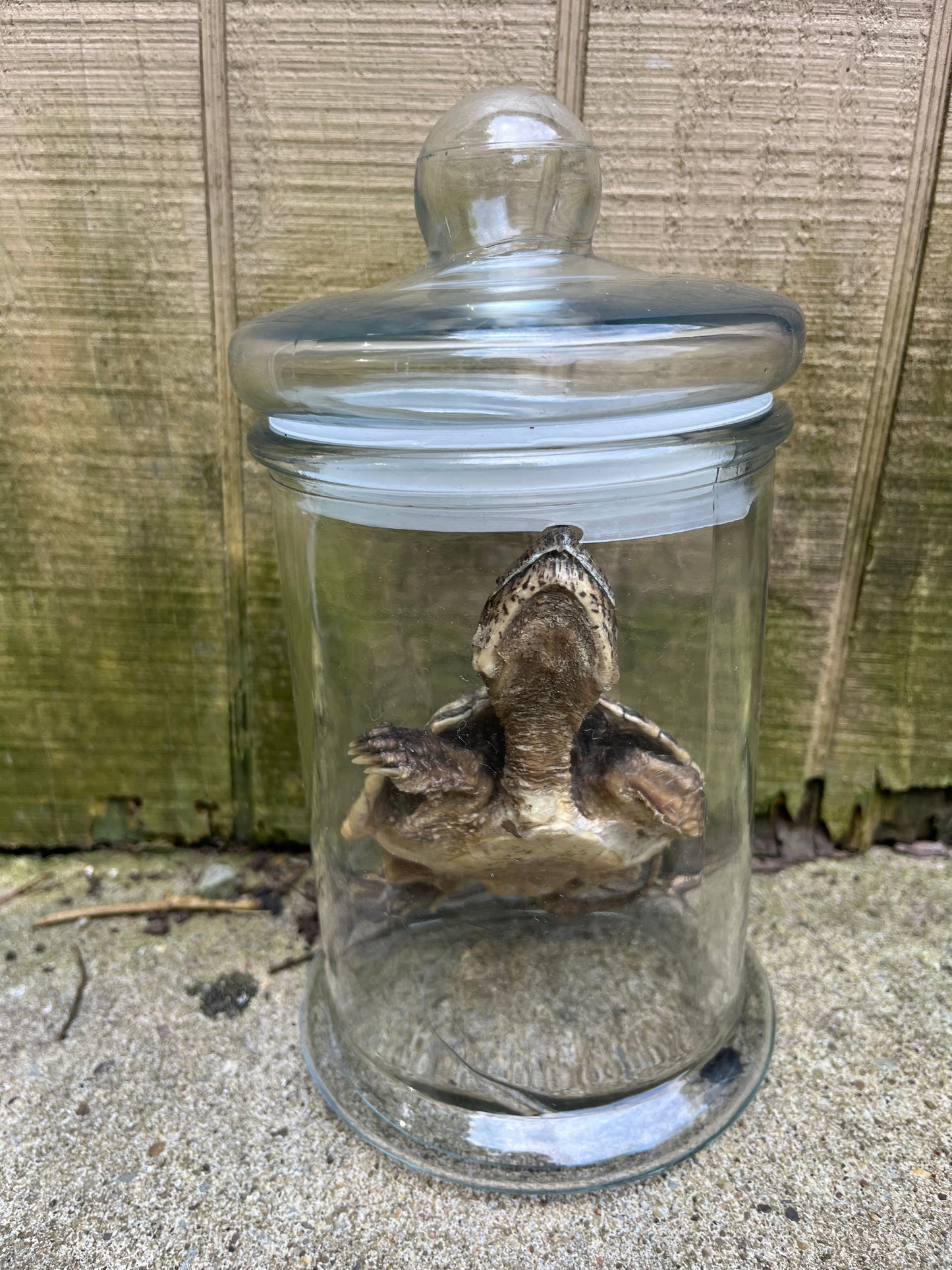 “Neglected” Mummified Snapping Turtle