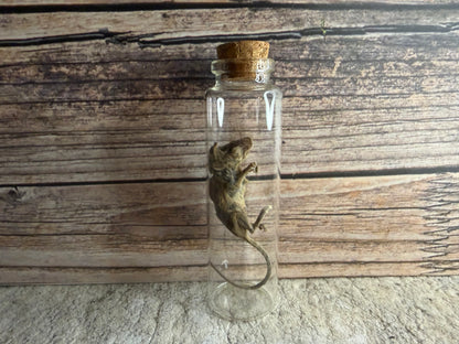 Dry Preserved Field Mouse