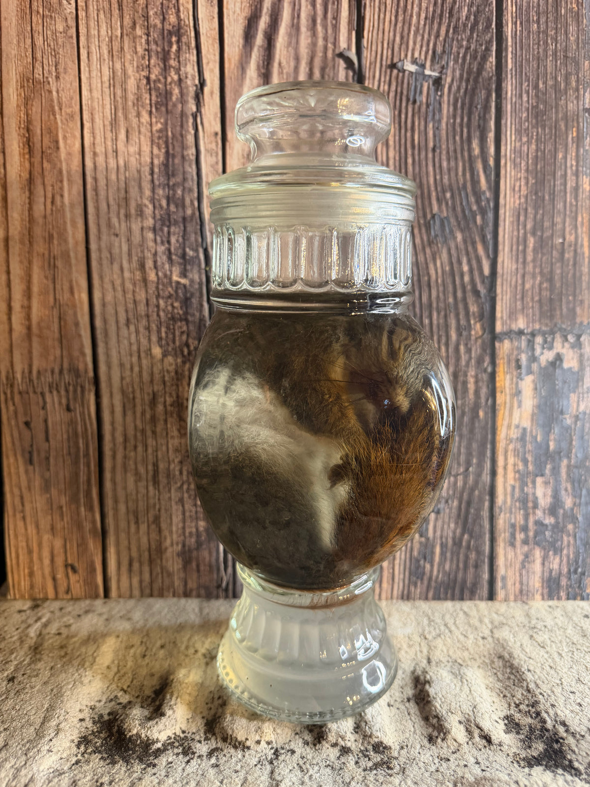 Juvenile Squirrel Wet Specimen