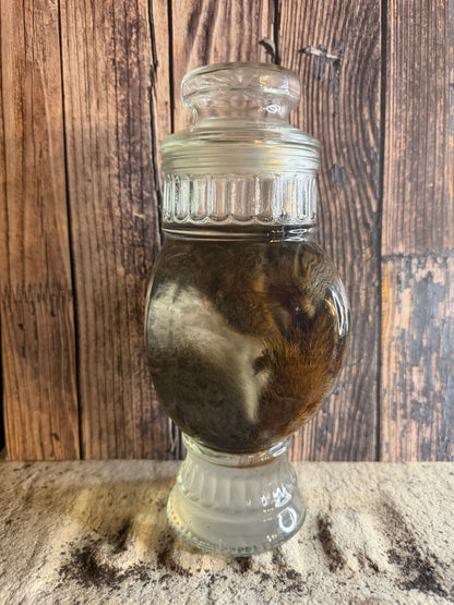 Juvenile Squirrel Wet Specimen