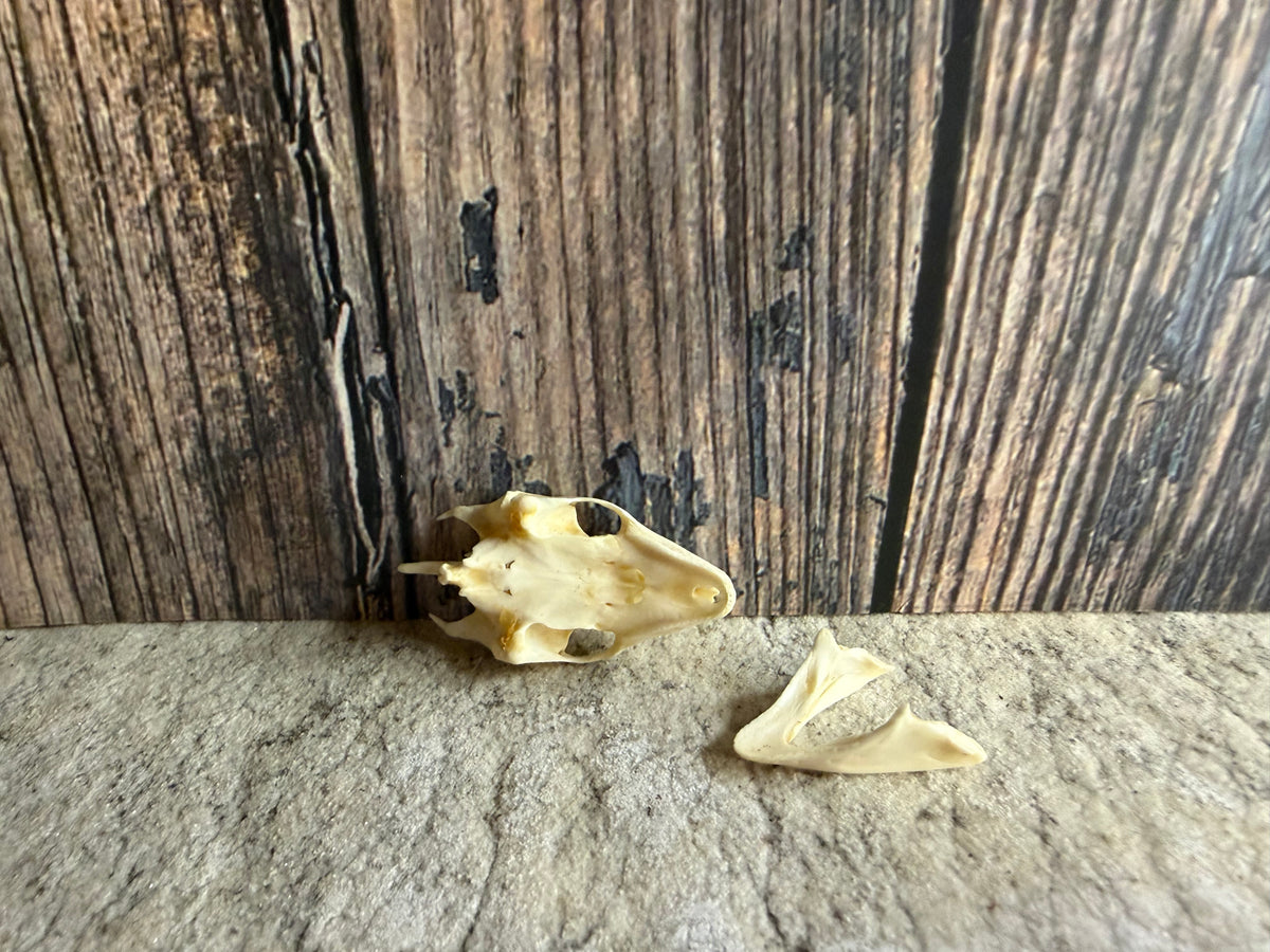Turtle Skull (Sm)