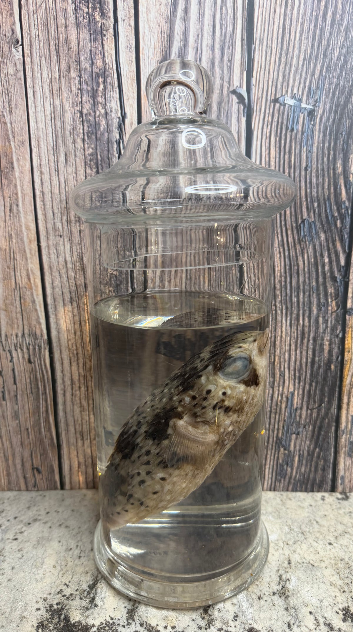 Pufferfish Wet Specimen