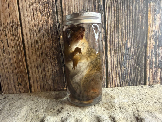 Chipmunk Wet Specimen
