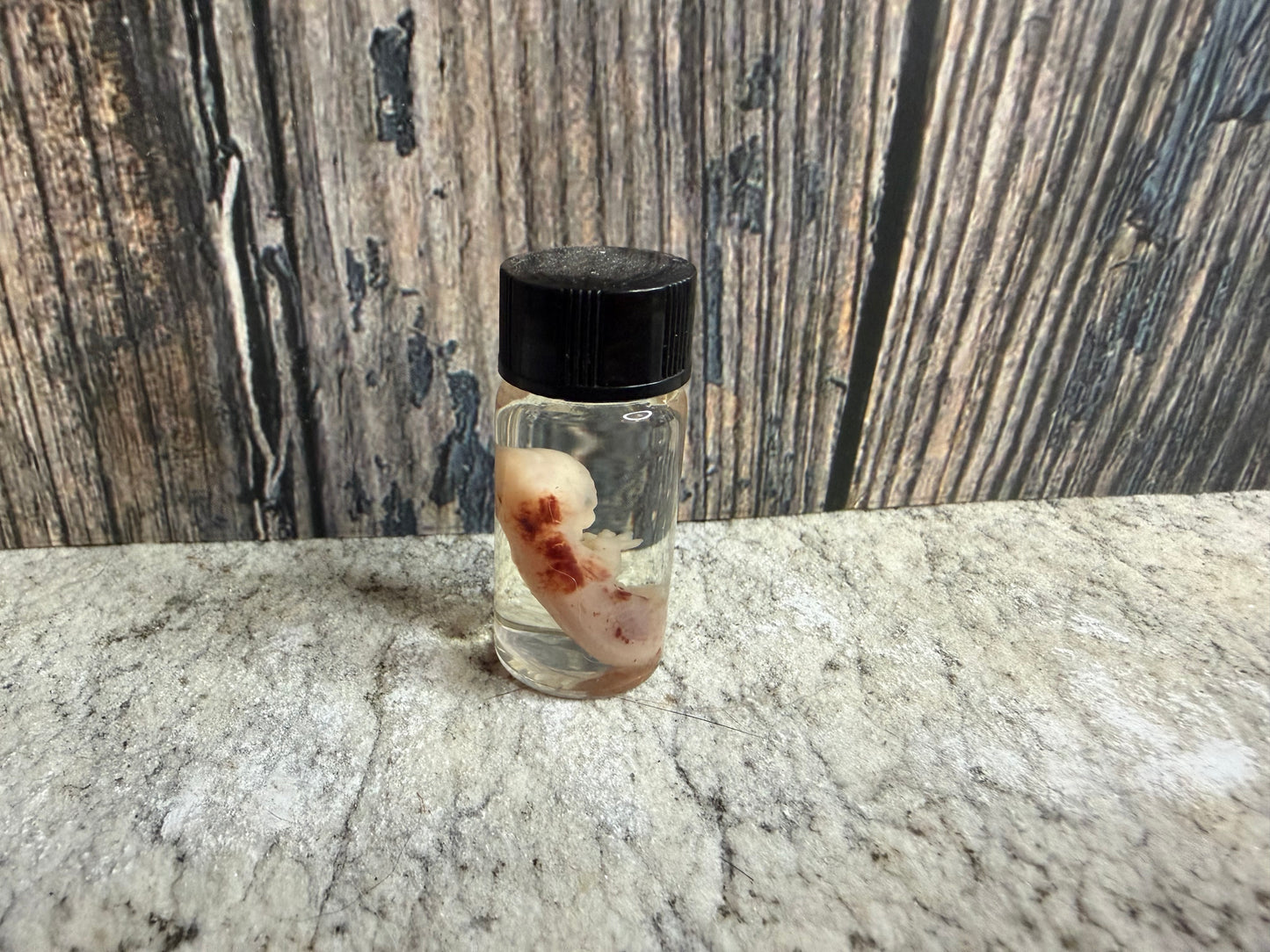 Domestic Cat Fetus Wet Specimen (25-28 Days Old) (Runt)
