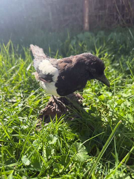 Eurasian Magpie Taxidermy