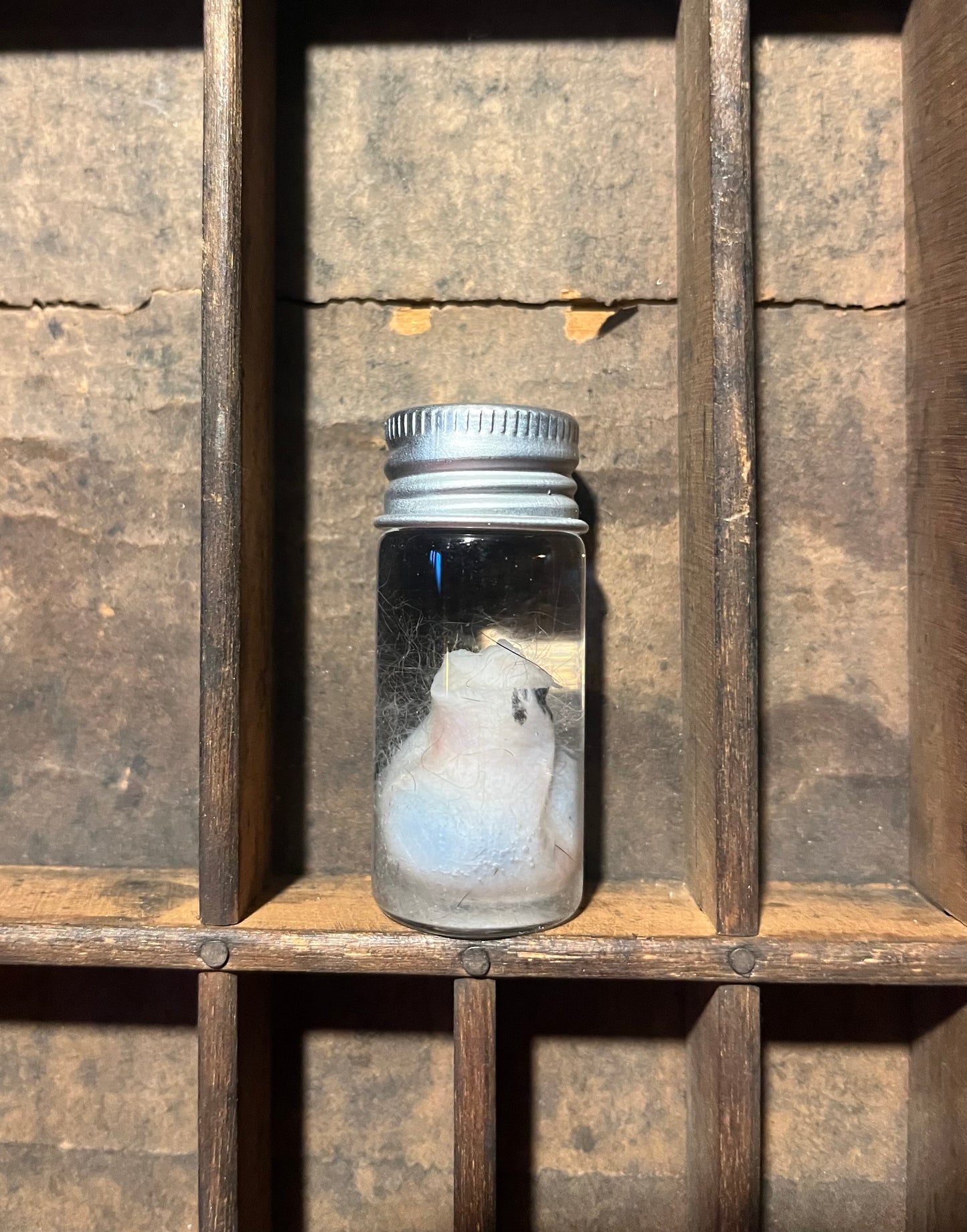 Possum Testicles Wet Specimen Vial