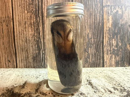 Baby Wild Rabbit Wet Specimen (#2)