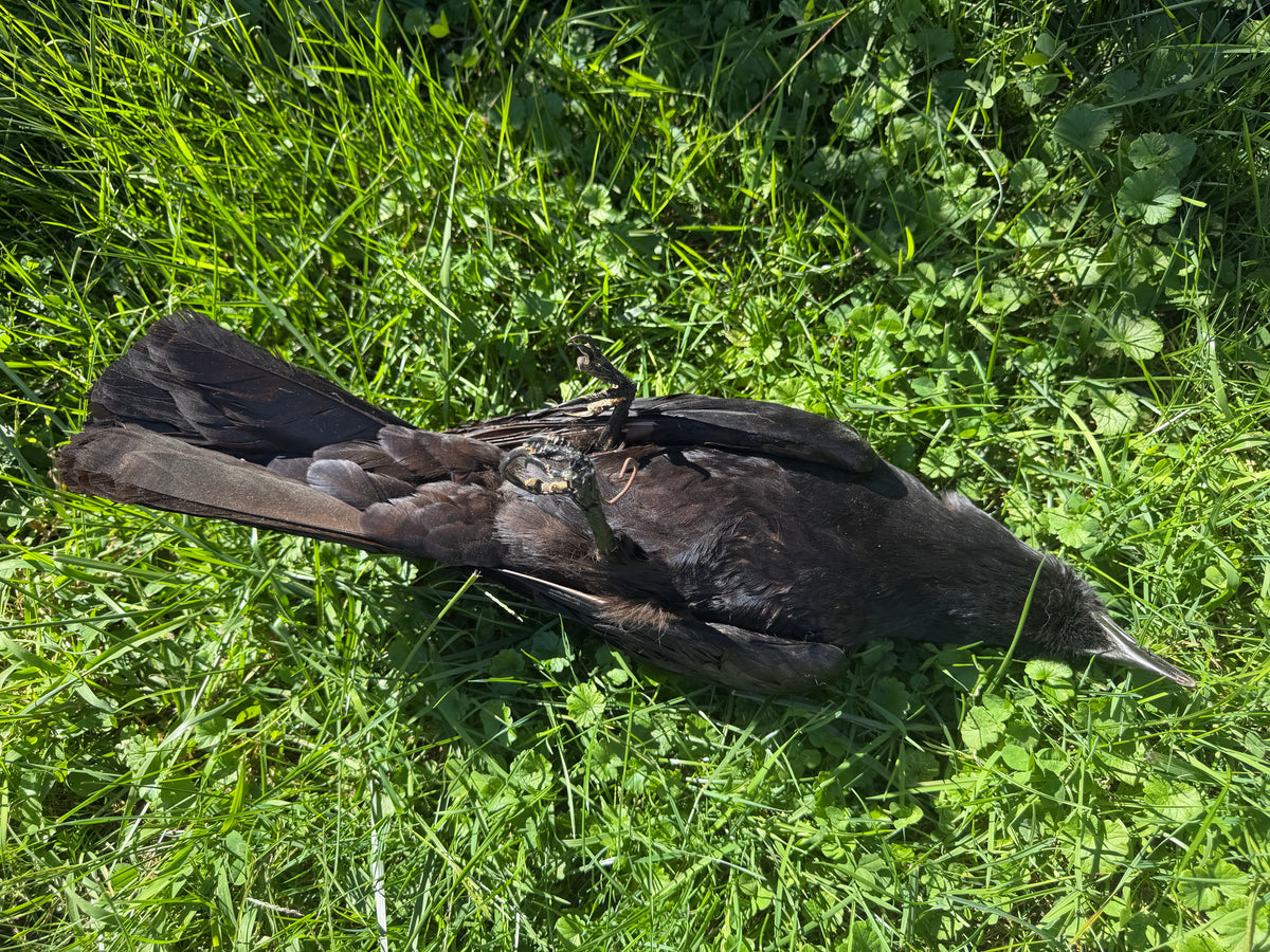 Carrion Crow Taxidermy (Unmounted)