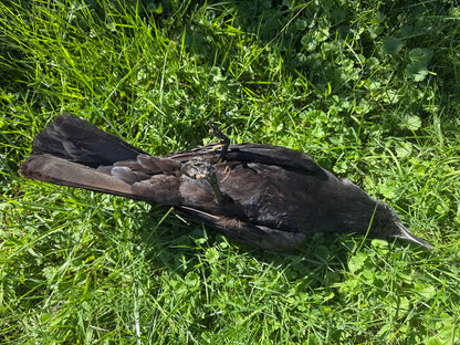Carrion Crow Taxidermy (Unmounted)