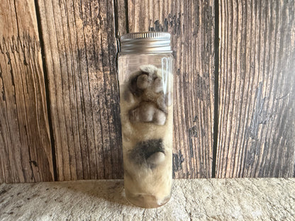 Tom Cat Paw Wet Specimen