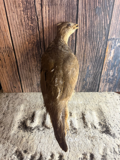Antique Female Gray (Hungarian) Partridge Taxidermy (Unmounted)