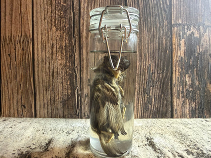 Fledgling House Sparrow Wet Specimen (#2)