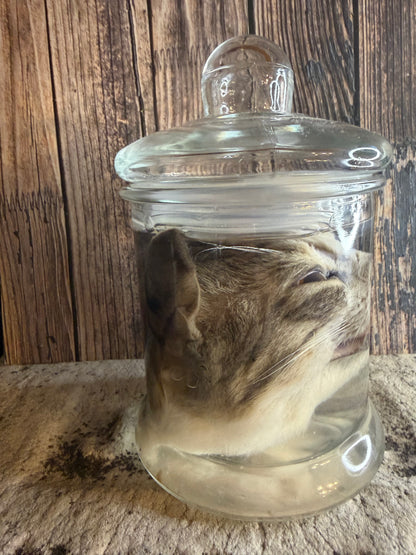 Tom Cat Head Wet Specimen