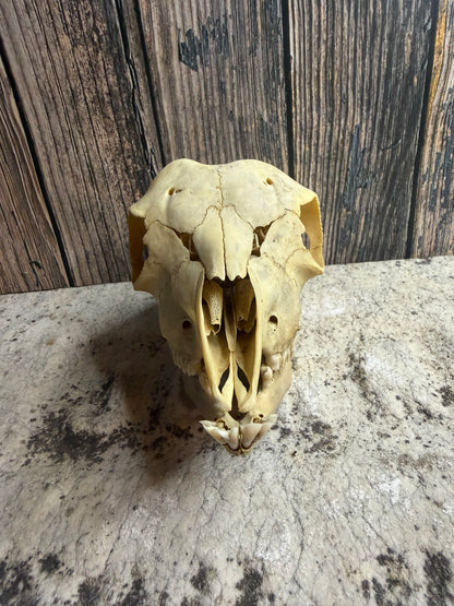 Juvenile Goat Skull (Complete)