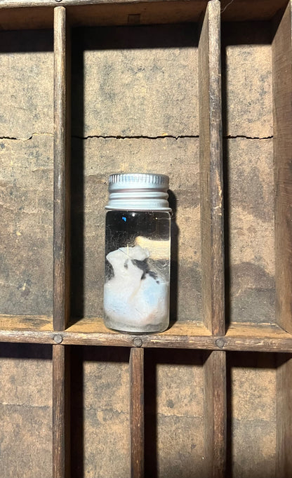 Possum Testicles Wet Specimen Vial