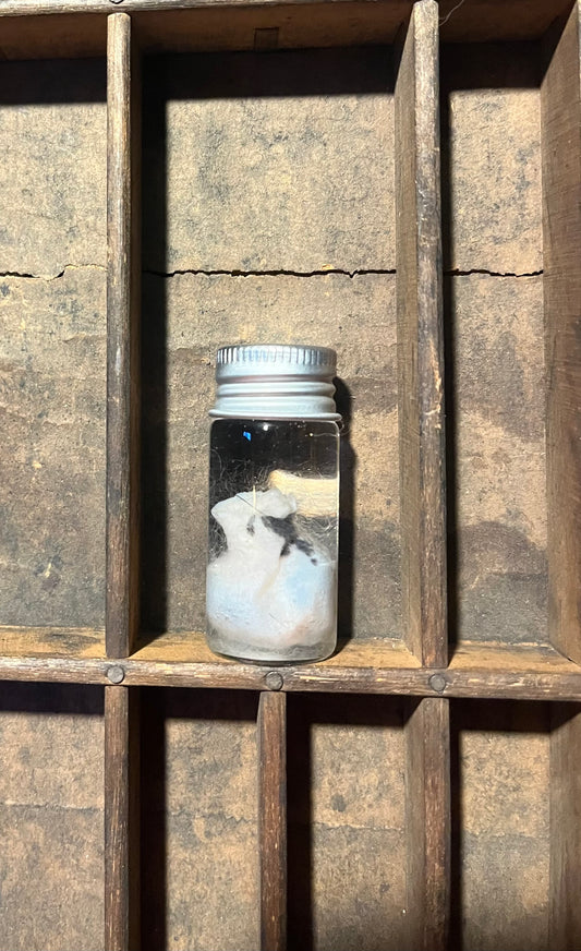 Possum Testicles Wet Specimen Vial