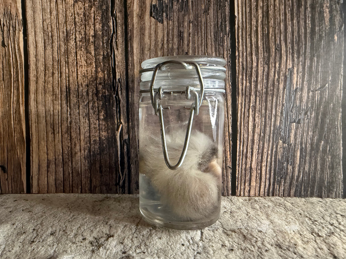 Domestic Cat 'Family Jewels' Penis & Testicles Wet Specimen