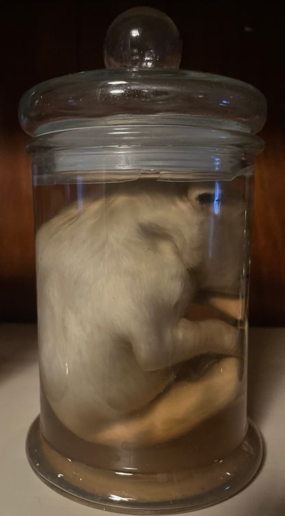 Great Pyrenees Stillborn Puppy Wet Specimen (Right)