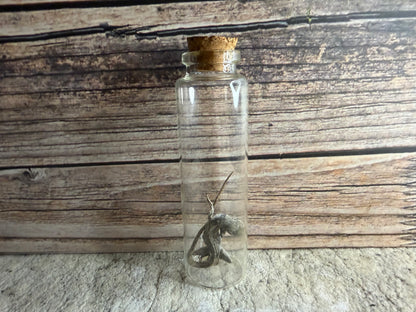Dry Preserved Lizard
