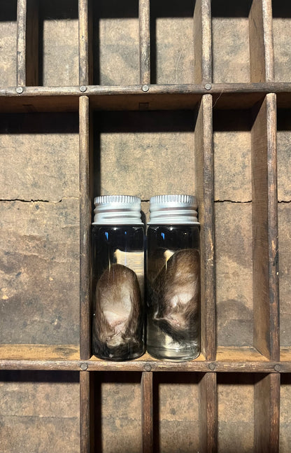 Squirrel Ear Wet Specimen Vial