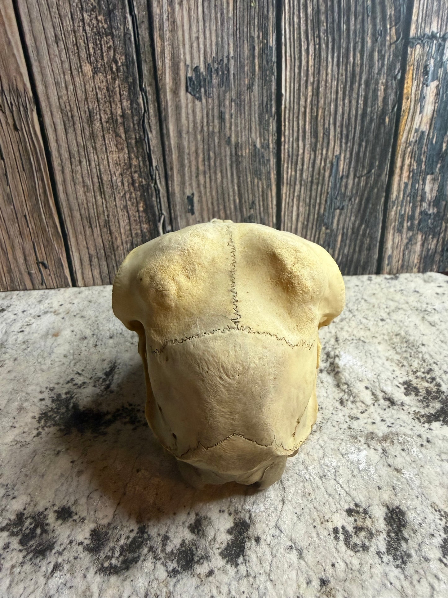 Juvenile Goat Skull (Complete)
