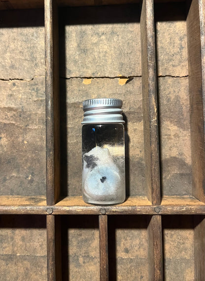 Possum Testicles Wet Specimen Vial