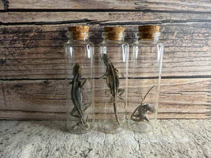 Dry Preserved Lizard